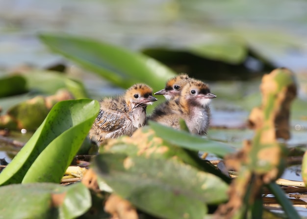 Three so cute chicks of a whiskered tern