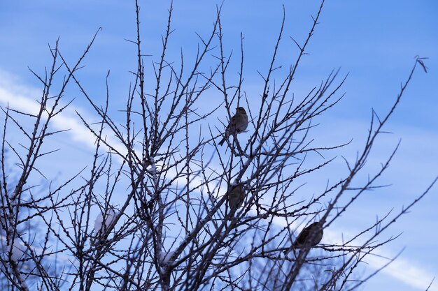 Three sparrows on bare winter branches against blue sky