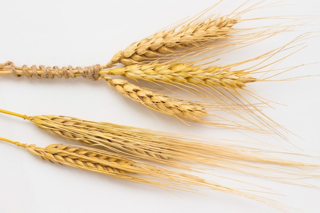 Three spikelets of wheat tied with rope and two barley twig