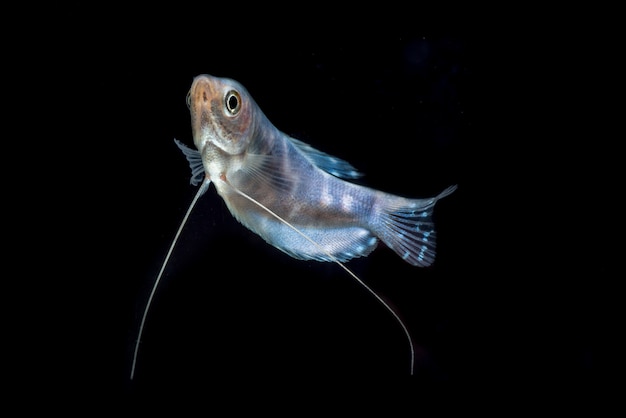 Three spot gourami in the water