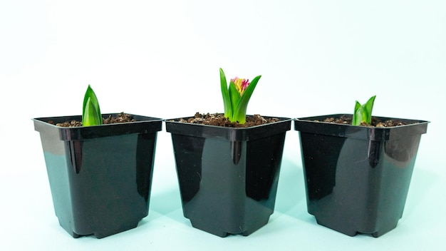 Three spring hyacinth flowers in flower pots on a light blue background