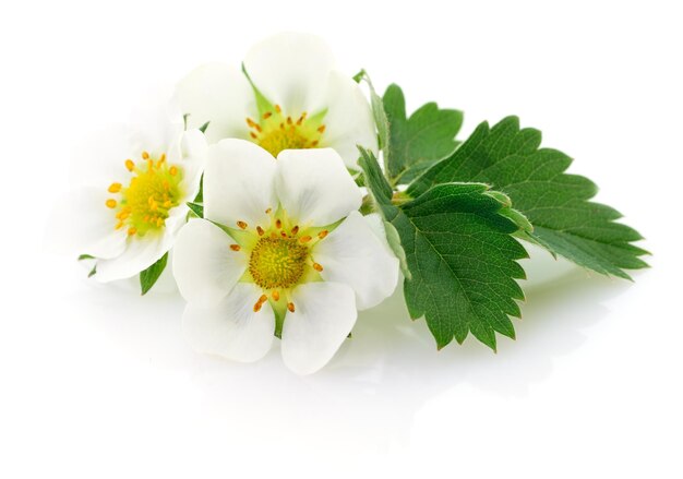 Three strawberry flowers isolated on white background