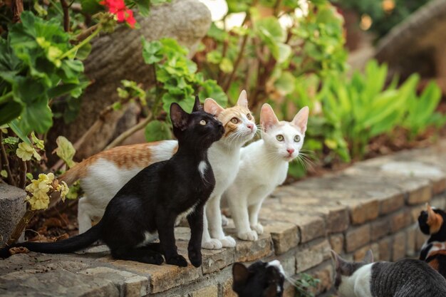 ホテル リゾートで 3 匹の野良猫が見上げて、ゲストが食べ残しを投げてくれるのを待っています。