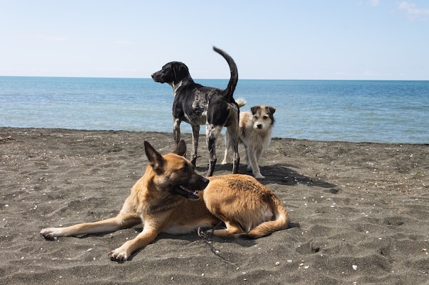 Tre cani randagi camminano sulla sabbia magnetica nera sulla spiaggia del mar nero