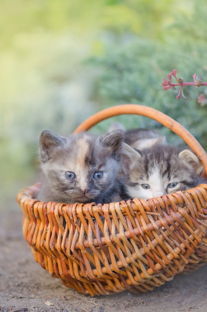 Three striped kittens sitting in the grass