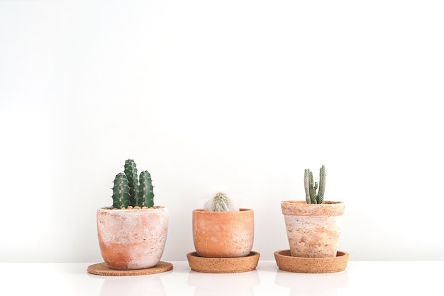 Three succulents or cactus in clay pots over white background on the shelf