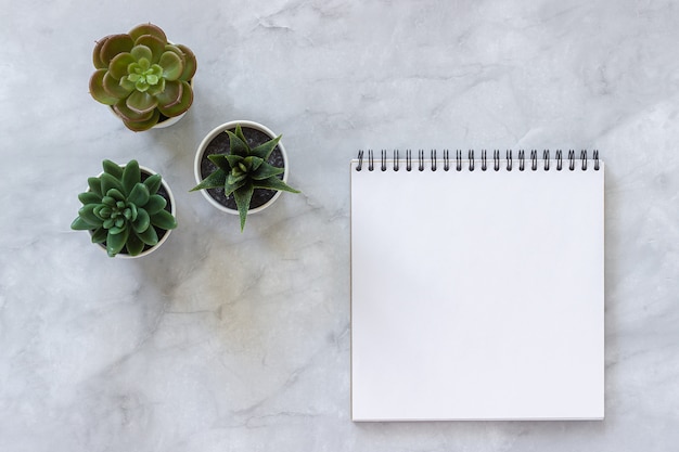 Foto tre succulente e taccuino bianco aperto in bianco su marmo