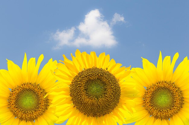 Three sunflower blossoms against blue sky