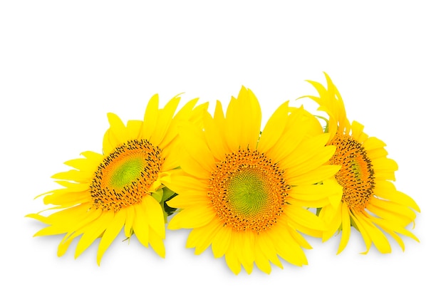 Three sunflower heads on a white background