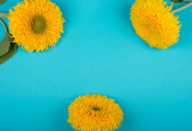 Three sunflowers against a bright blue 