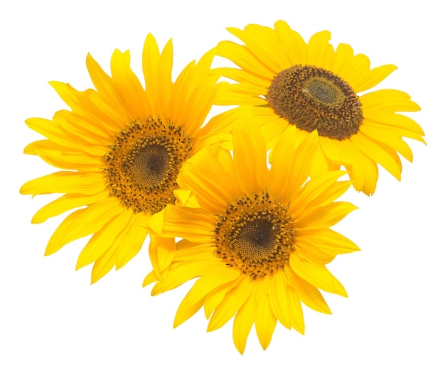 Three sunflowers isolated on white background. Flower bouquet. The seeds and oil. Flat lay, top view