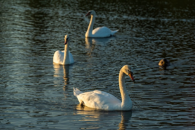 Three swans swim in the water, a family of waterfowl swans