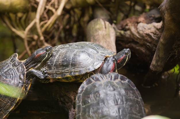 Three terrapin turtles