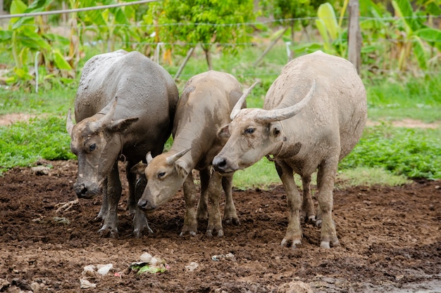 three thai buffalo stand on mud