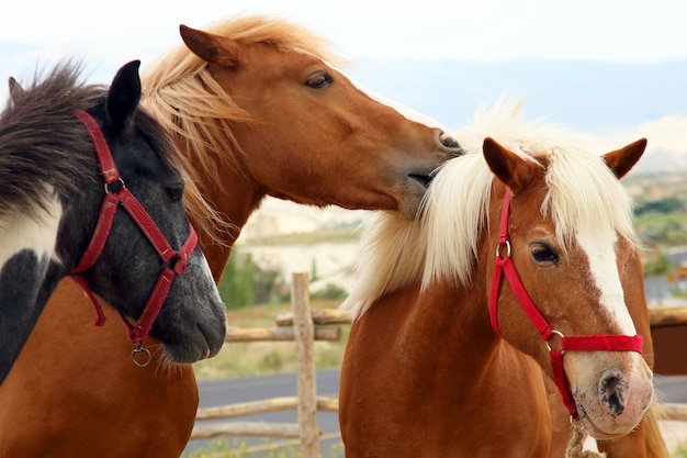 Three thoroughbred horses walking together
