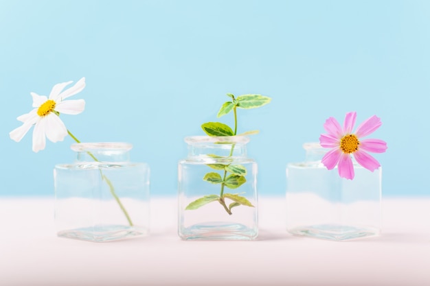 Three tiny glass vases with flowers and plant on blue and pink