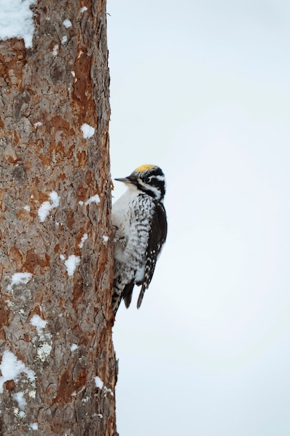 Three-toed Woodpecker bird on a tree in Oulanka National Park, Finland