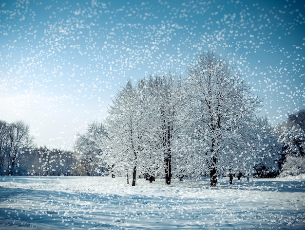 Three tree in a field in winter with falling snow