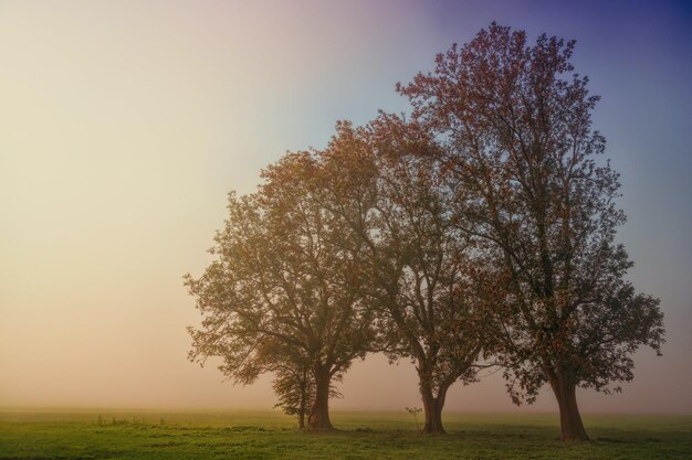 Foto tre alberi sul campo d'erba foto