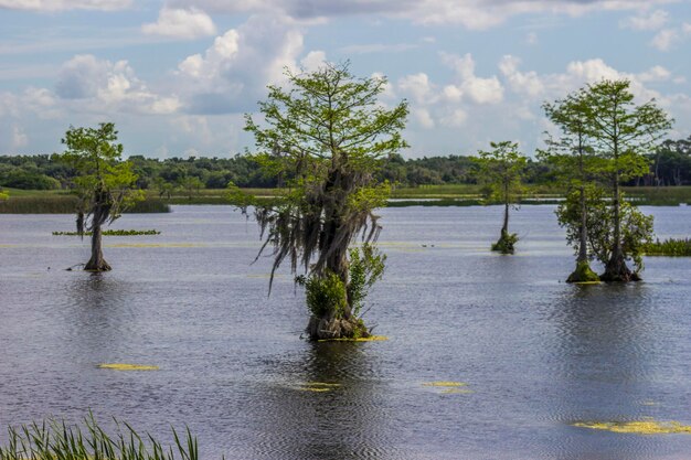 The three trees