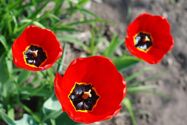 Three tulips in a garden