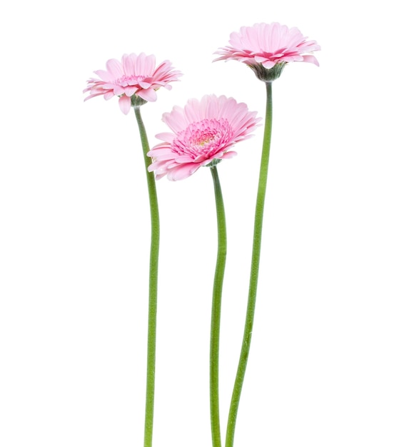 Three Vertical pink gerbera flowers with long stem isolated on white background