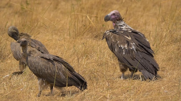 Three vultures stand in a field of grass.