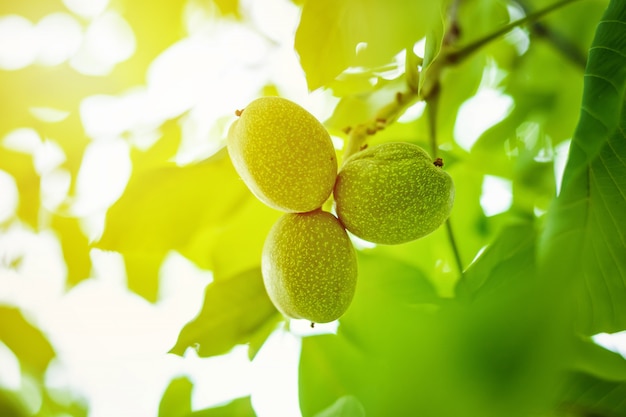 Three walnuts on tree branch close up