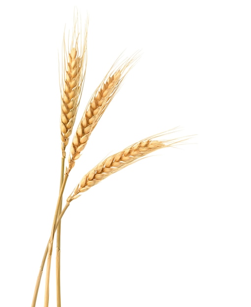 Three Wheat spikelets isolated on white surface