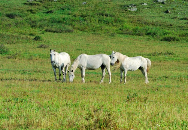 Три белых животных среди травы утром. Алтай, Сибирь, Россия