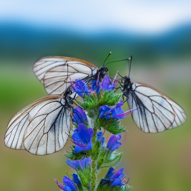 Three white and black striped butterflies on blue flower 