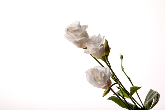 写真 白い背景の上の3つの白い新鮮なバラ。