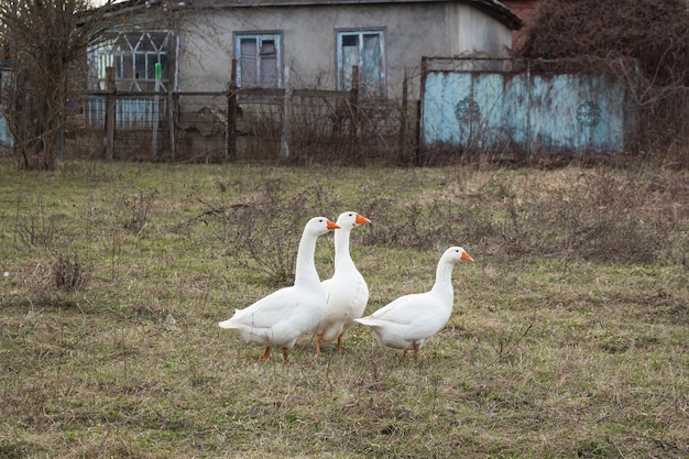 写真 3羽の白いガチョウが牧草地を歩いています。