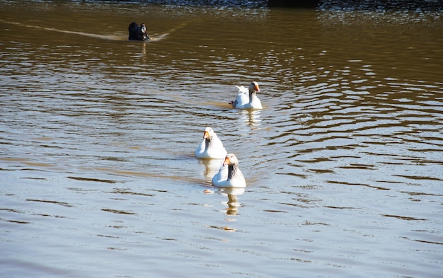 Three white geese swimming