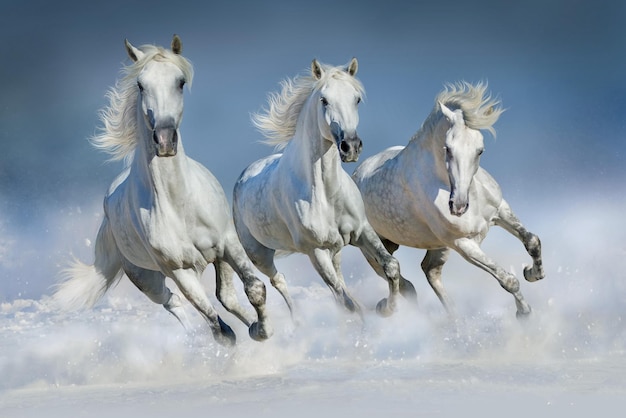 three white horses running in the snow with the words quot the word quot on the right