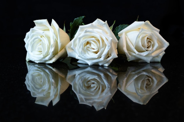 Three white roses on black reflected surface