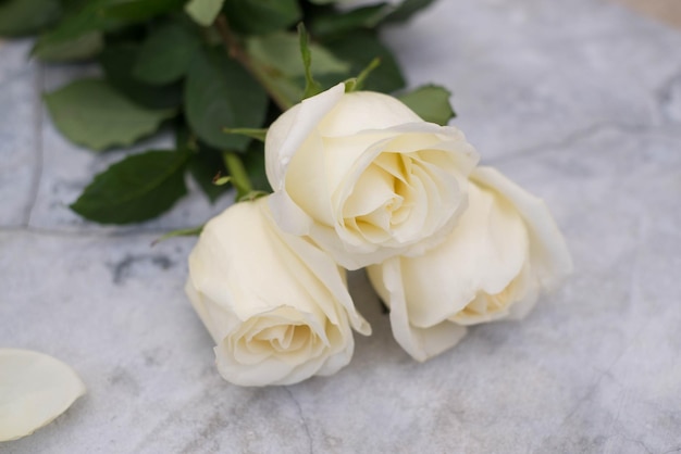 Three white roses on concrete background Top view Copy space for text