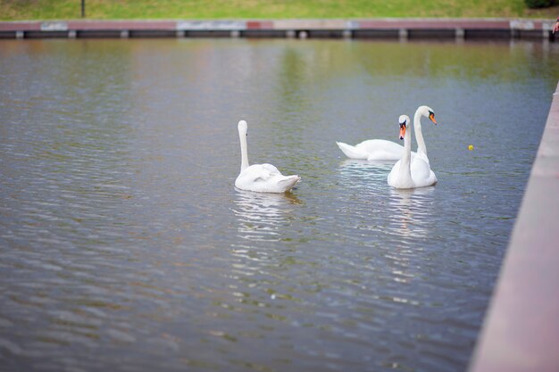 Three white swans beautifully swim on the lake in the city park
