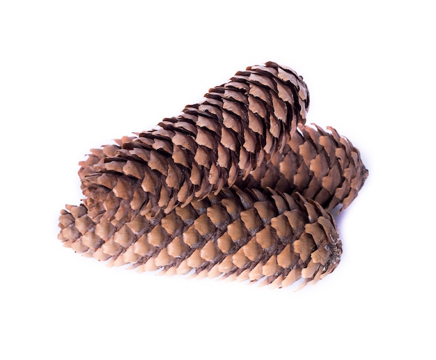 Three whole brown cones 