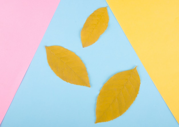 Three yellow autumn leaves on a multicolored paper background, minimal concept (flat lay, top view)