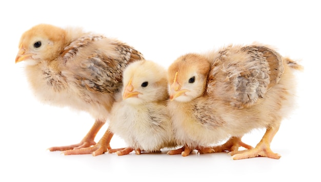 Three yellow chickens isolated on white