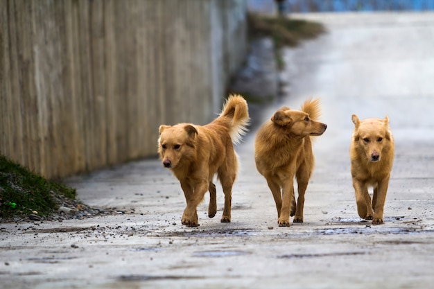 屋外のふくらんでいる尾を持つ3つの黄色い犬ペット