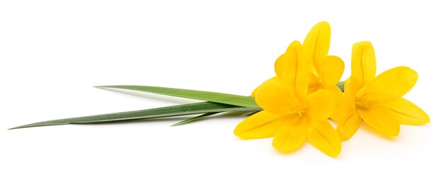 Three yellow flowers isolated on white