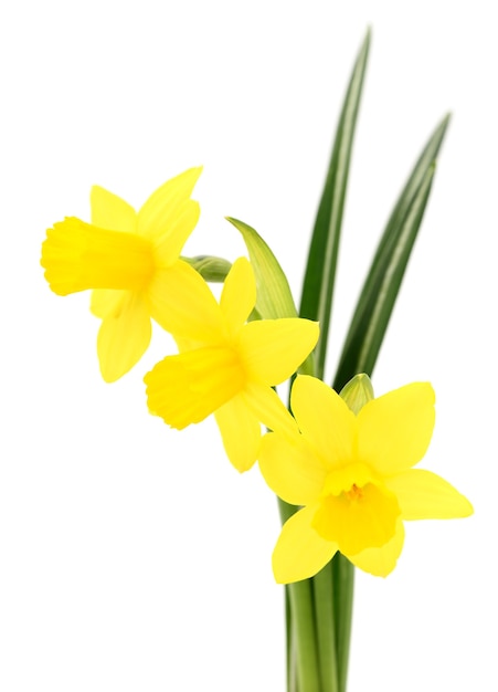 Three yellow flowers isolated on the white.