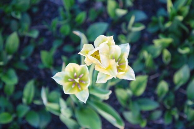 Three yellow green tulips on the green nature