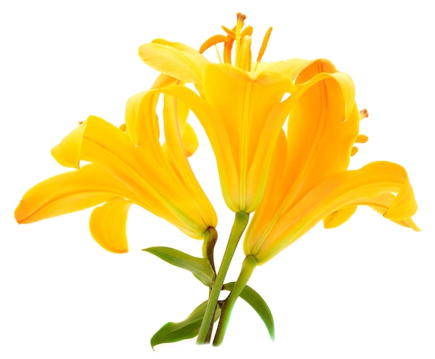 Three yellow lily