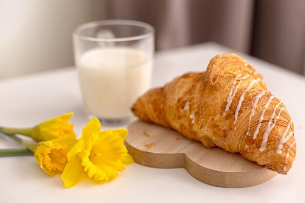 Three yellow narcissus flowers a large french croissant and a glass of milk