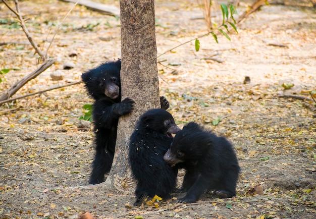 Three young black bear cub playing in the forest