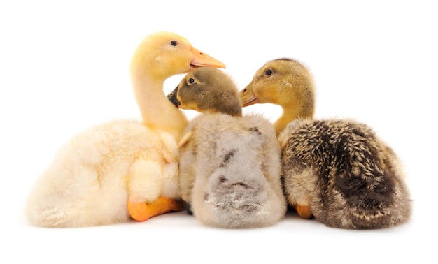 Three young cute duckling