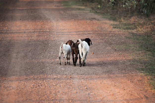 Three young goats walking on gravel road in countryside